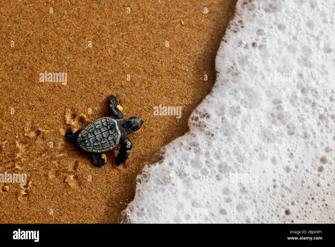 Sea Turtle Baby Hatchling Newborn Crawling On Sand At The Beach After Emerging From Nest Loggerhead Specie Caretta Caretta Stock Photo Alamy