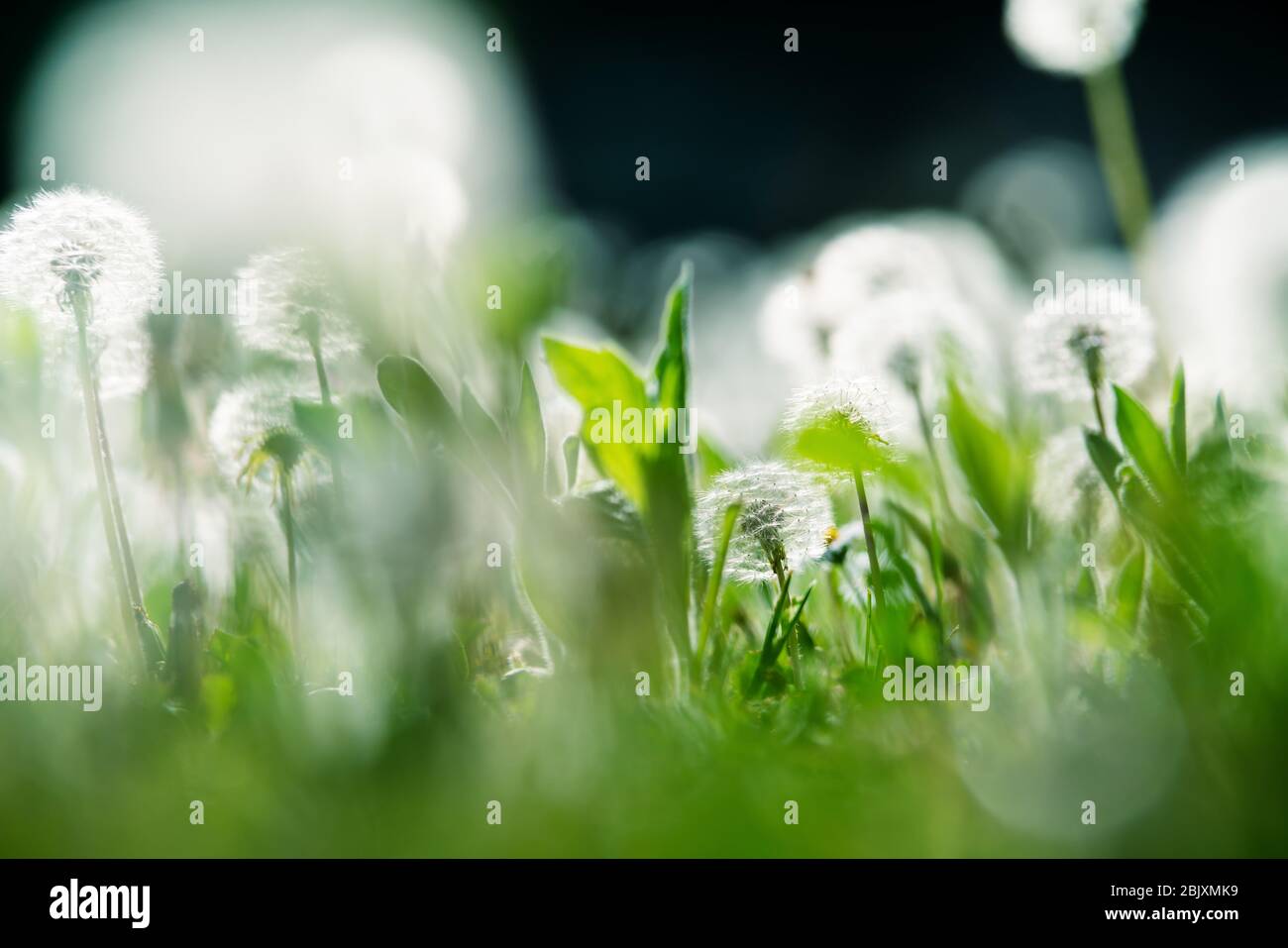 Close up of garden with blurry and focused dandelions and grasses lightened by backlight sun Stock Photo