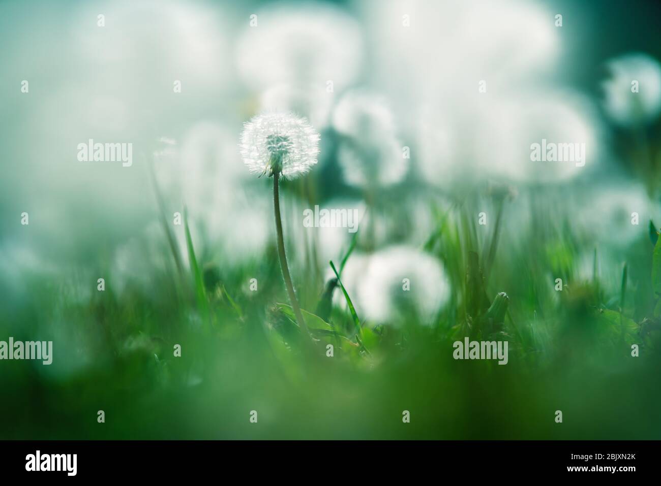 Close up of garden with one focused and blurry dandelions lightened by backlight sun Stock Photo