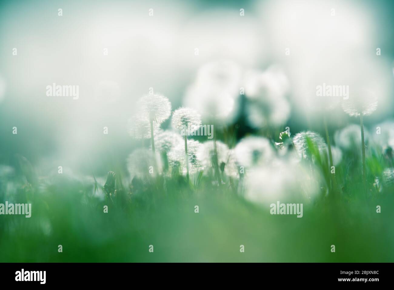 Close up of garden with blurry and focused dandelions lightened by backlight sun Stock Photo