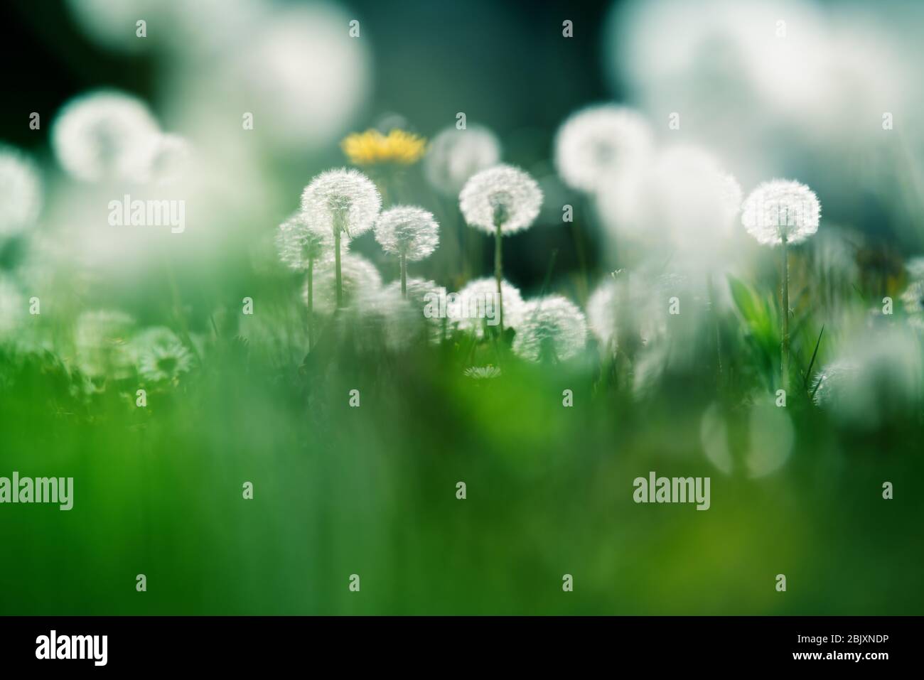 Close up of garden with blurry and focused dandelions and lawn lightened by backlight sun Stock Photo