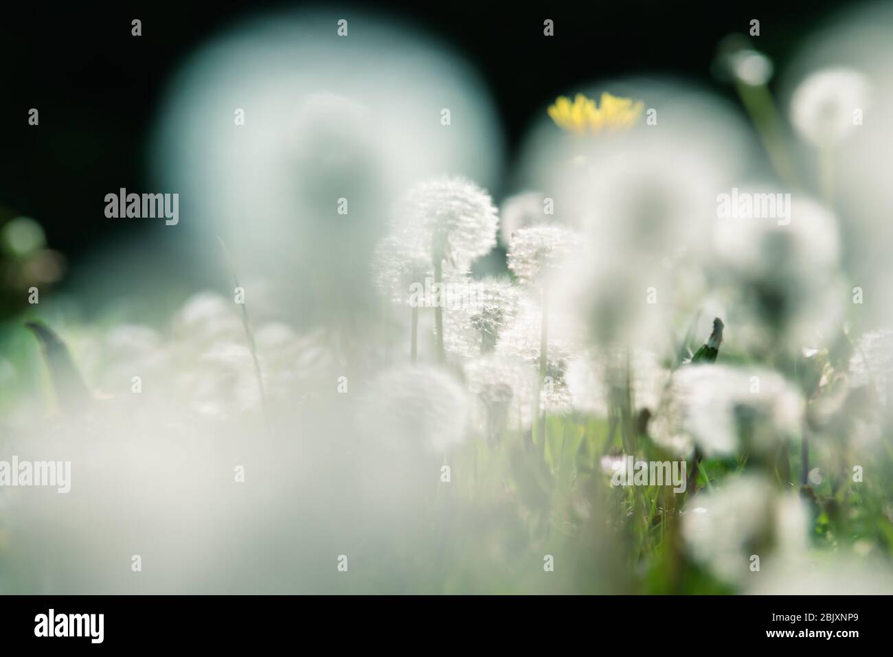 Close up of garden with blurry and focused dandelions lightened by backlight sun with dark background Stock Photo