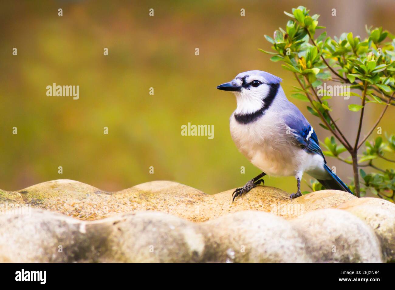 Blue Jay at bird bath in backyard garden Stock Photo