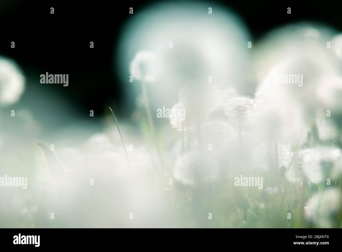 Close up of garden with blurry dandelions lightened by backlight sun Stock Photo