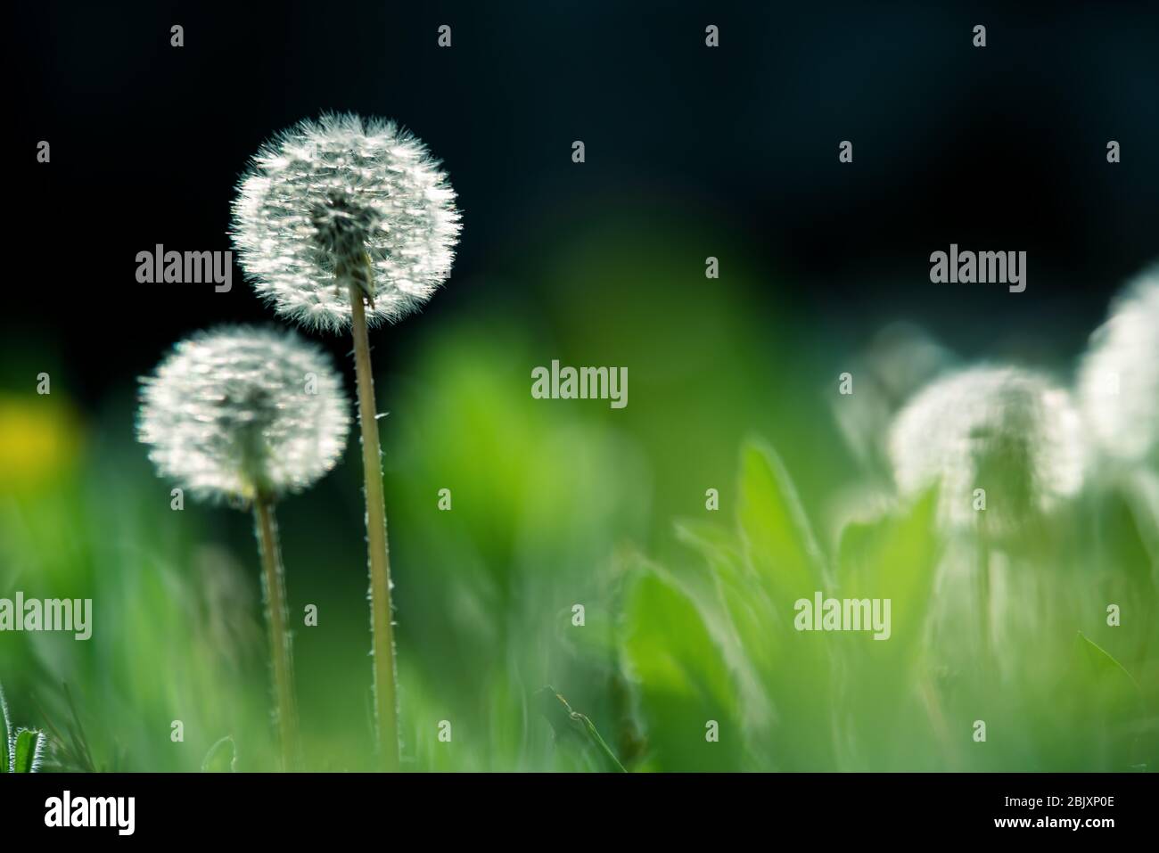Detail of garden with blurry and focused dandelions lightened by backlight sun Stock Photo
