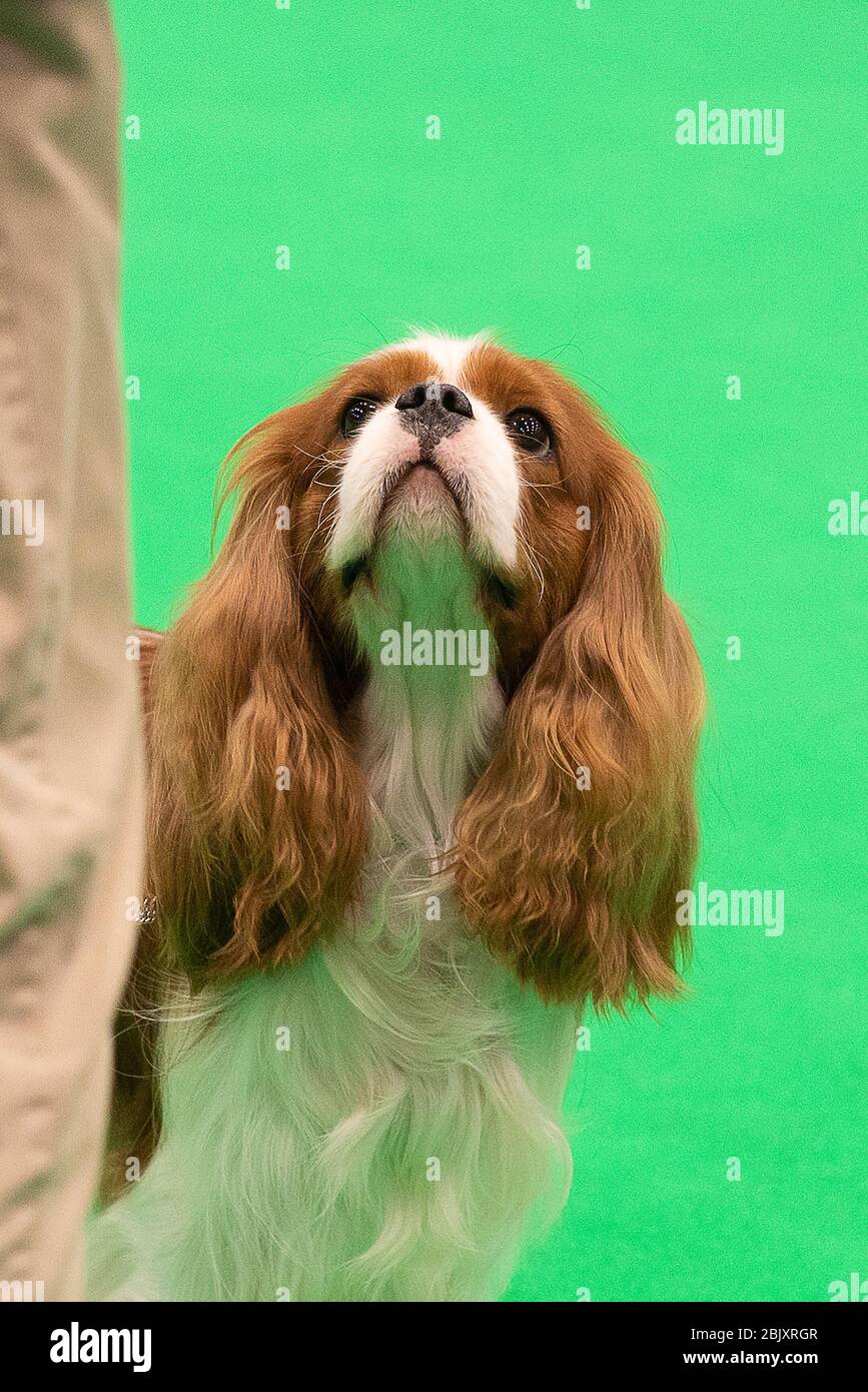 CRUFTS: Cavalier King Charles Spaniels in the Breed Rings on Toy & Utility day on the 5th March 2020 Stock Photo
