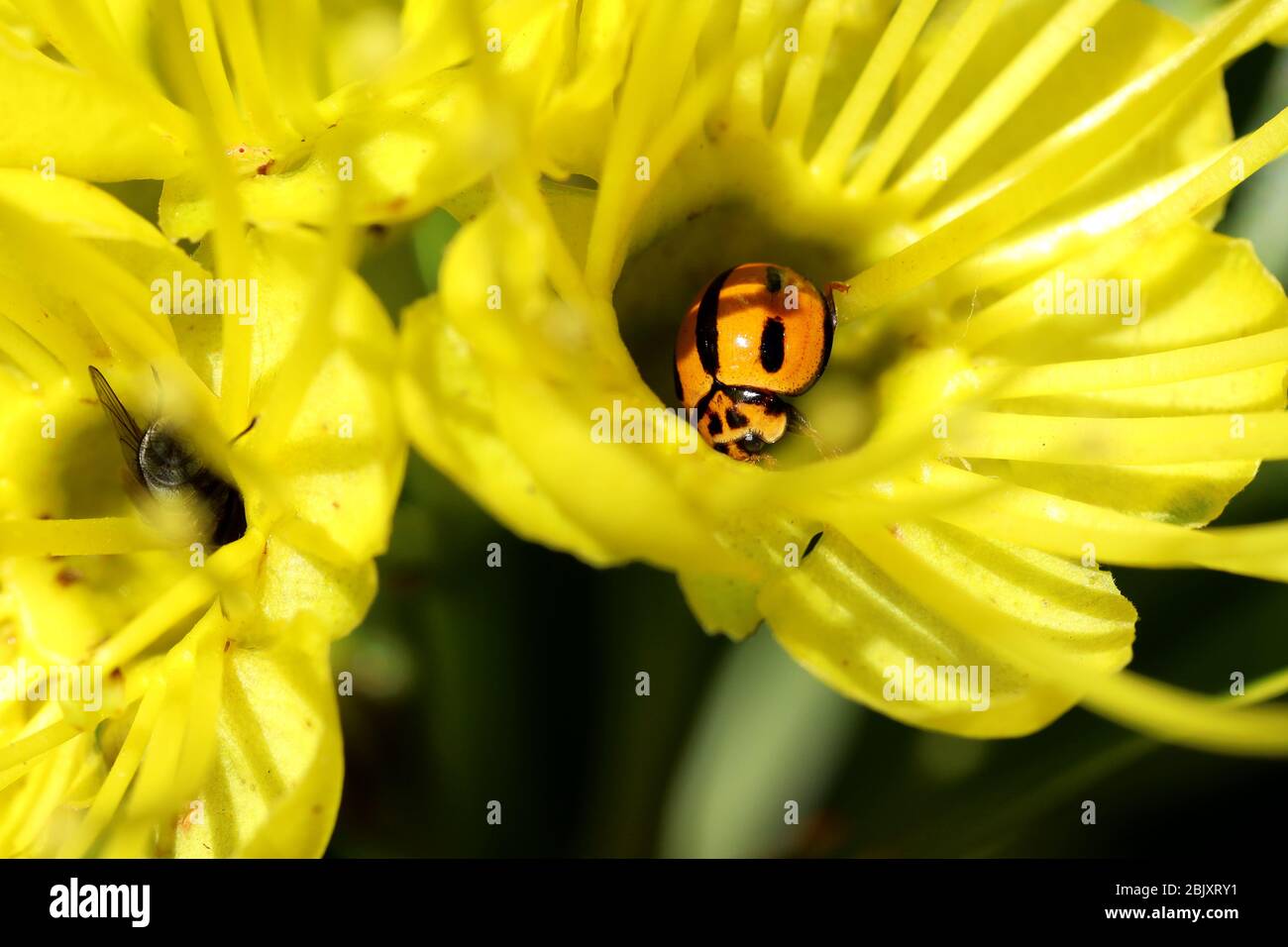 Nature in Macro: A ladybug nibbles on some nectar from this lovely bright yellow flower outside in the garden on a warm spring morning. Stock Photo