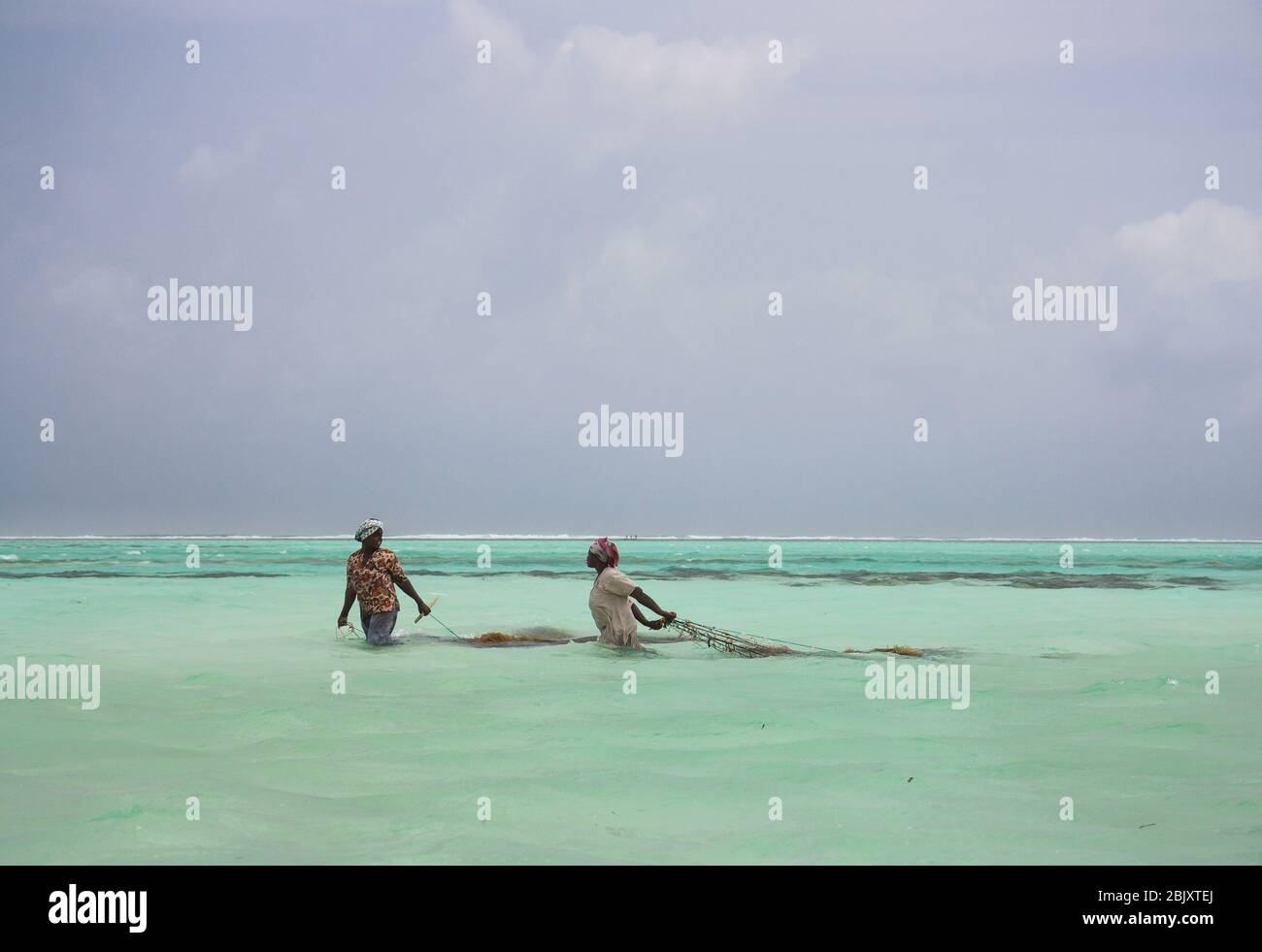 Zanzibar Island, Tanzania : African women gathering  Seaweed in Stock Photo
