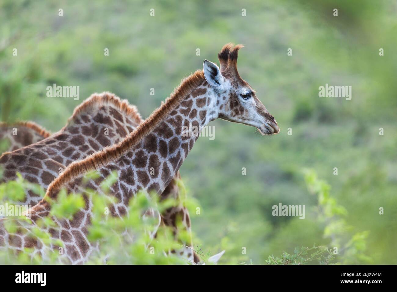 baby giraffe in the wild green savanna hluhluwe national park Stock