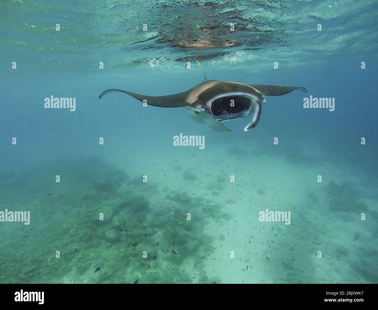 Giant manta ray eating plankton in water of Mozambique Channel Tofo ... Biology Diagrams