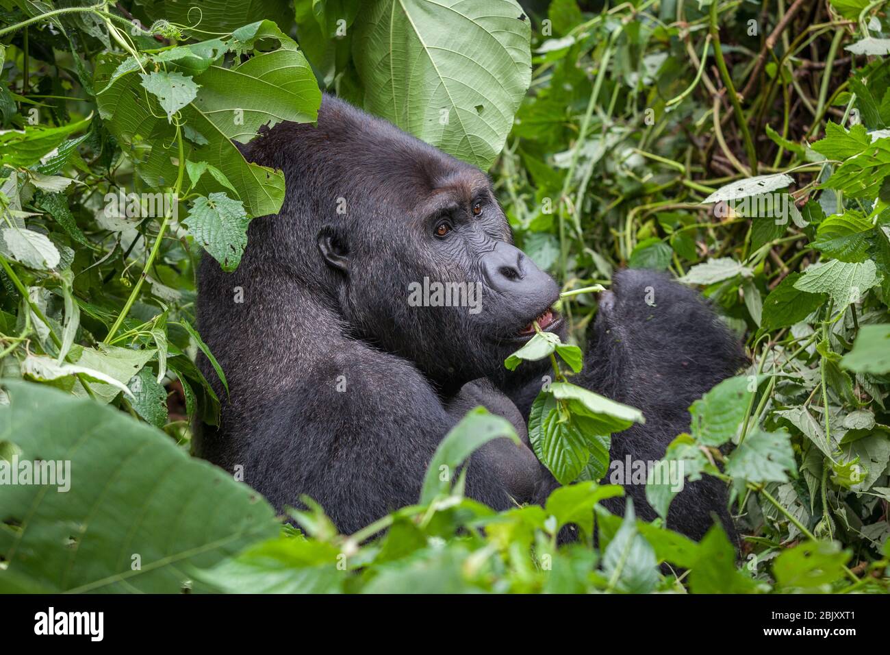 Gorilla in wilderness national park Democratic Republic of Congo green forest Stock Photo