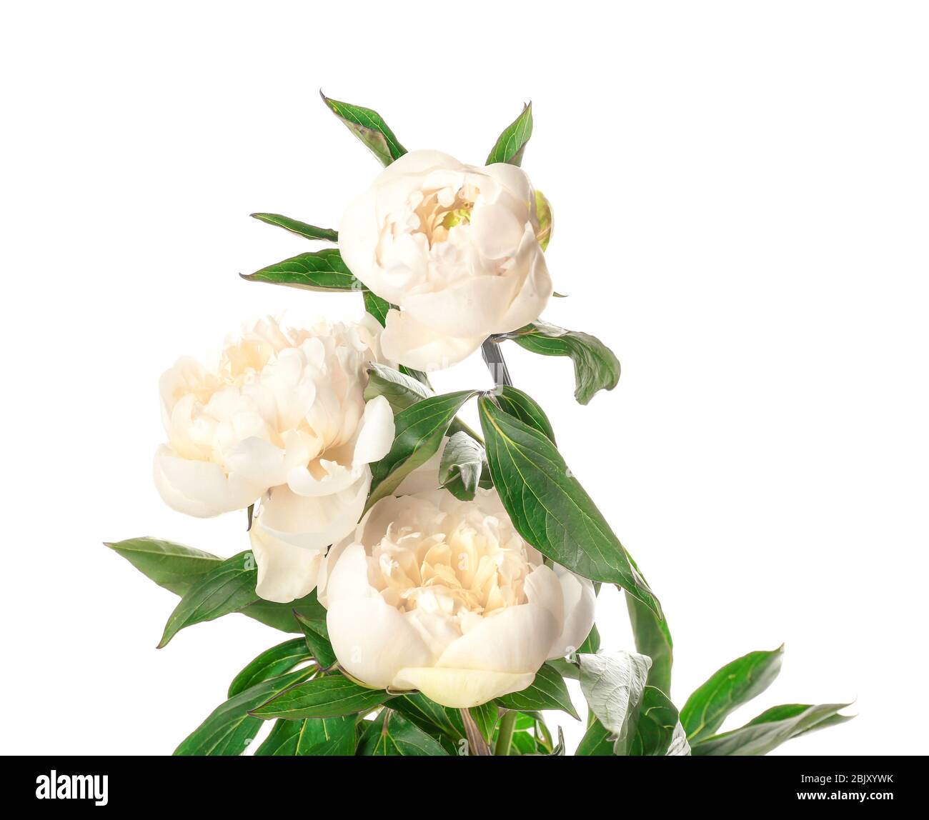 Beautiful peony flowers on white background Stock Photo - Alamy