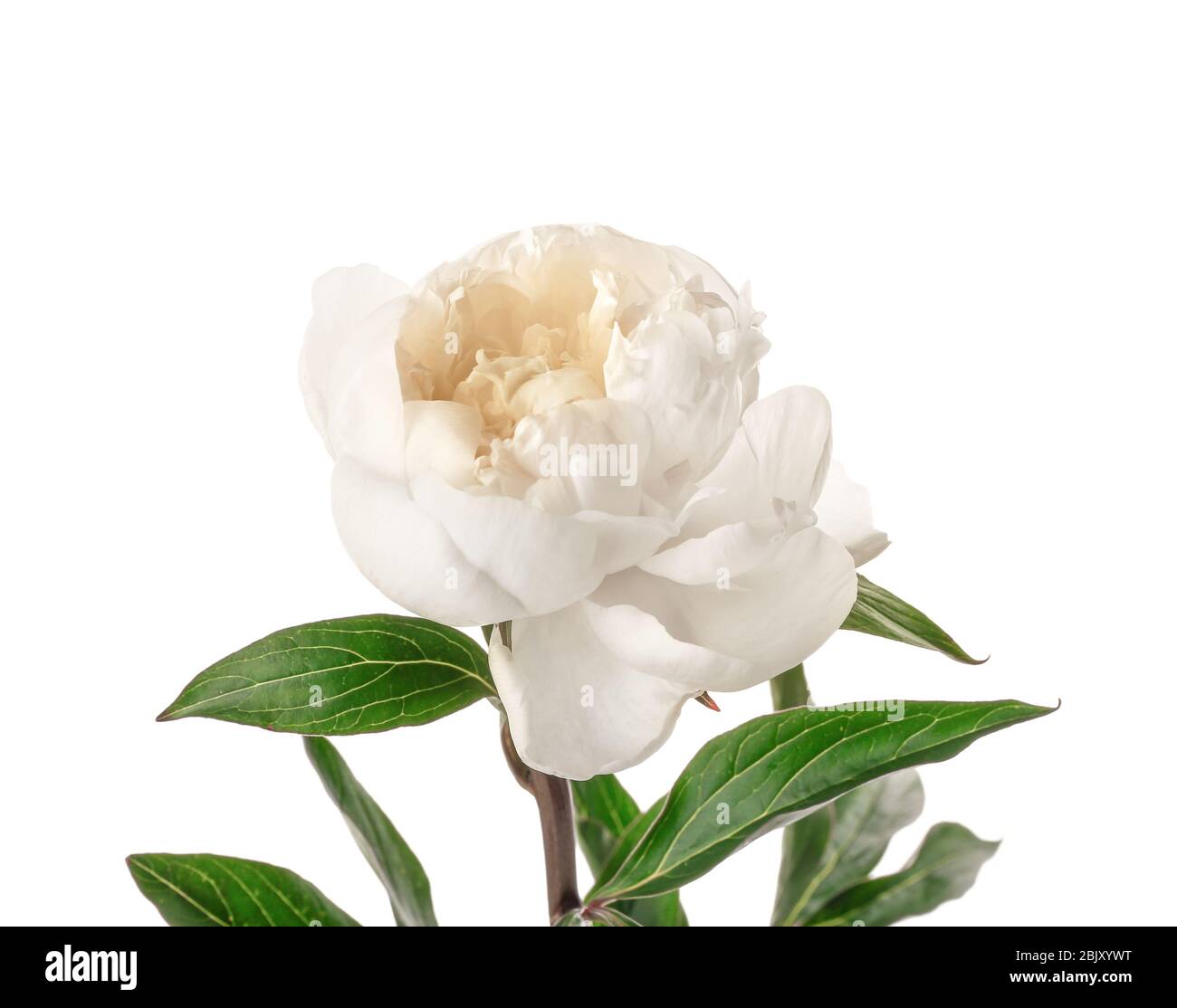 Beautiful peony flower on white background Stock Photo - Alamy