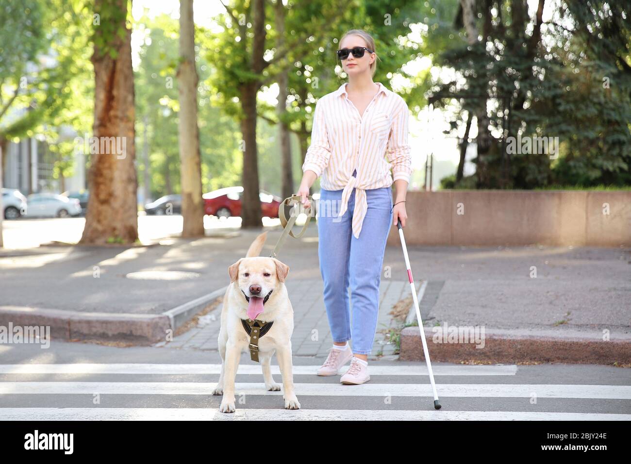 Young blind woman with guide dog crossing road Stock Photo - Alamy