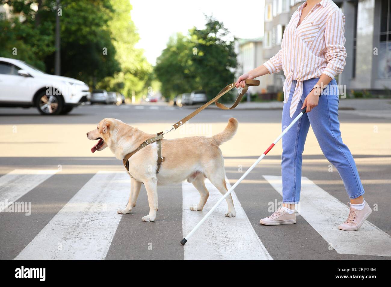 creative-cat70: illustration about a blind princess trying to cross the road  with her service dog