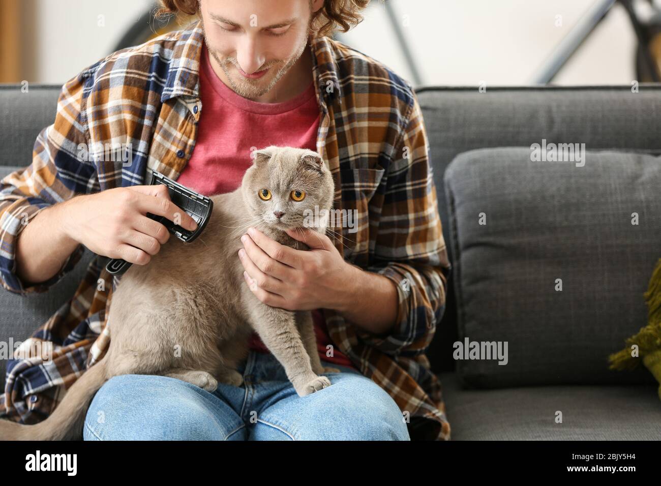 Man brushing cute funny cat at home Stock Photo Alamy