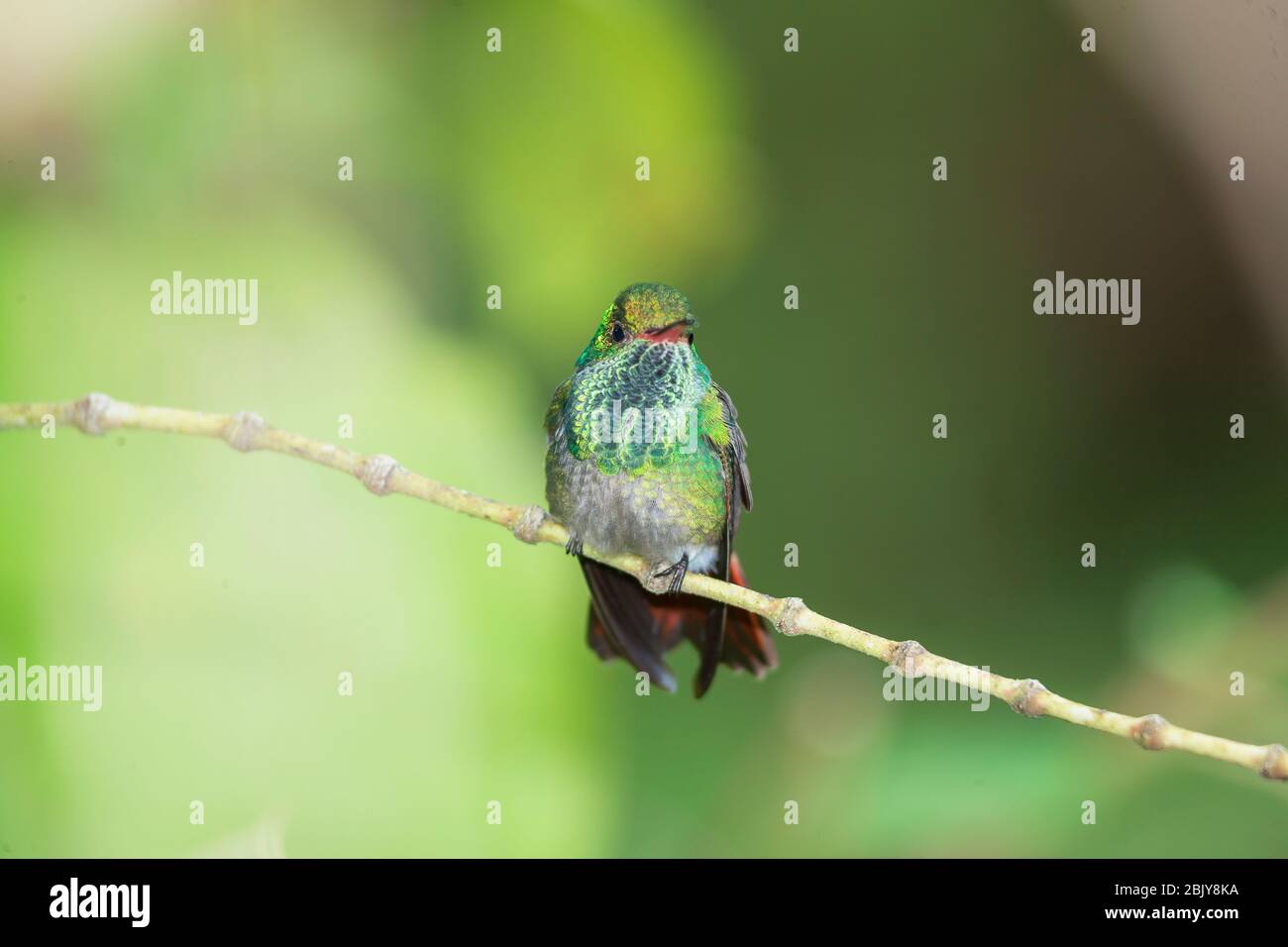 Rufous-tailed hummingbird (Amazilia tzacatl) on branch, Costa Rica, Central America Stock Photo