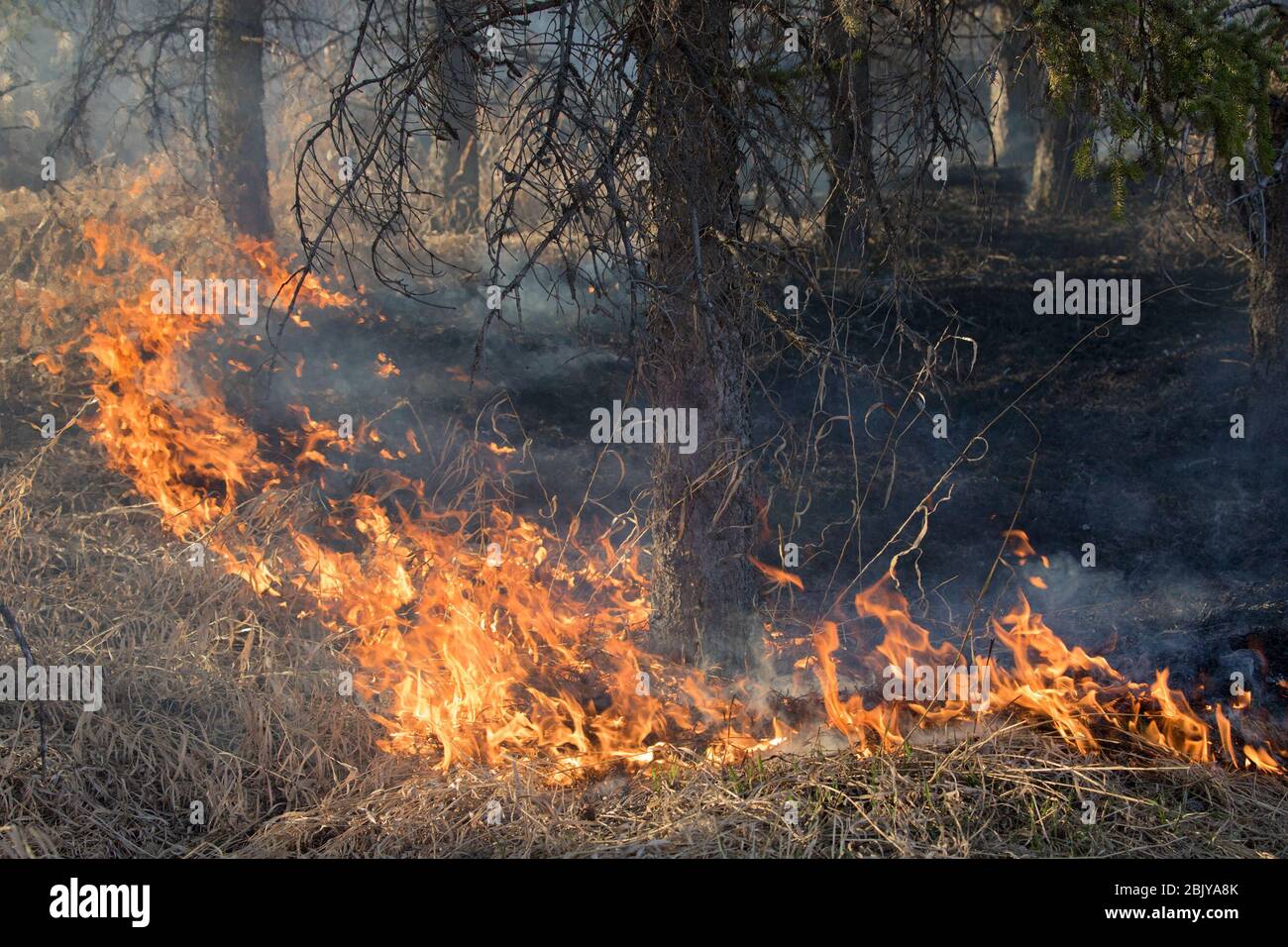 Ground fire burning understory along edge of spruce forest in a nature reserve Stock Photo