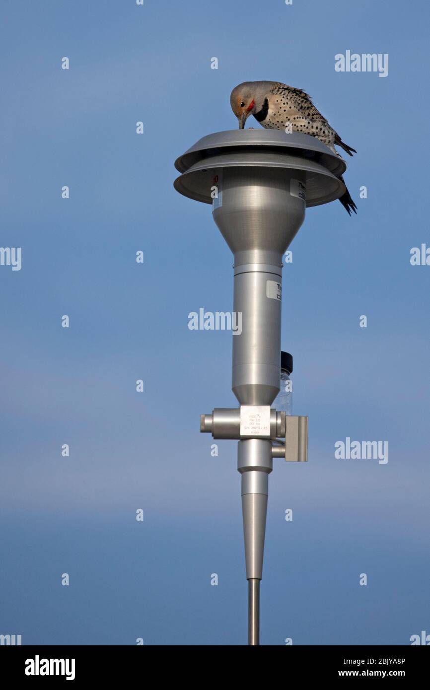 Northern flicker (red shafted) male bird drumming / tapping on a metal air monitoring station, Alberta, Canada Stock Photo
