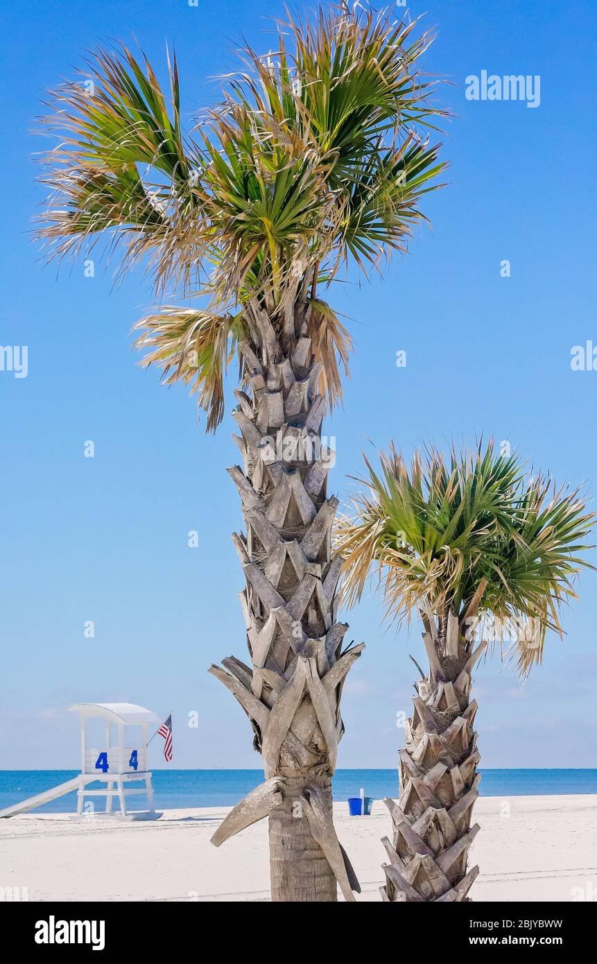 4 palm trees gulf of mexico beach hires stock photography and images