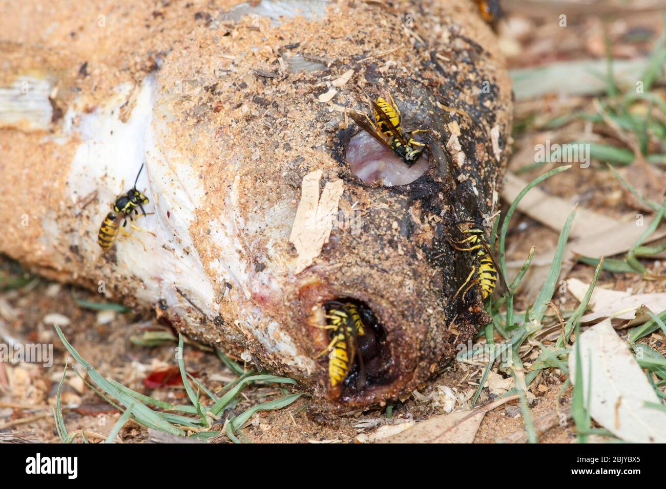 European Wasps feeding on European Carp fish Stock Photo