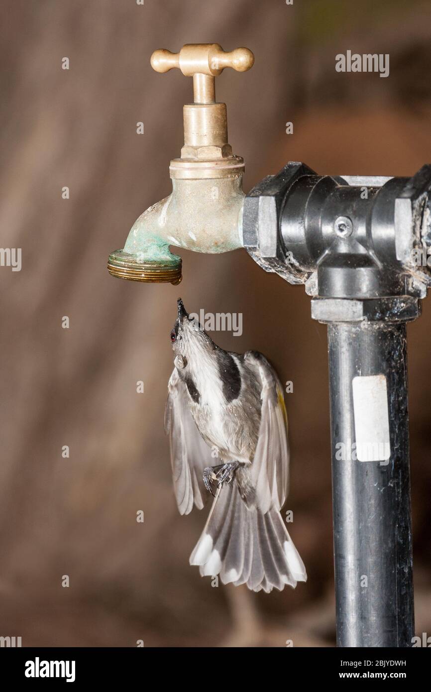 Crescent Honeyeater drinking from water tap Stock Photo