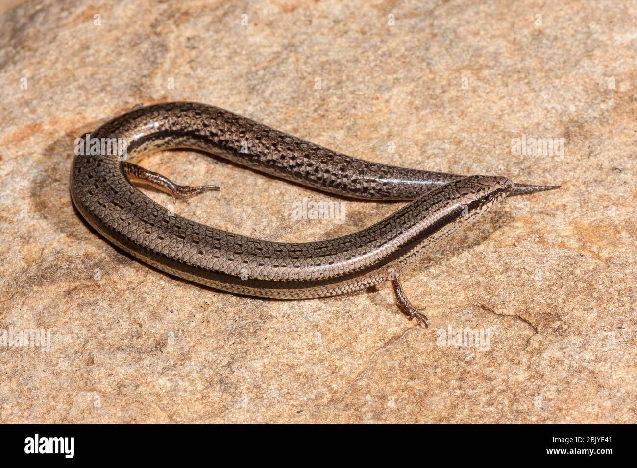 Bougainville's Skink resting on rock Stock Photo