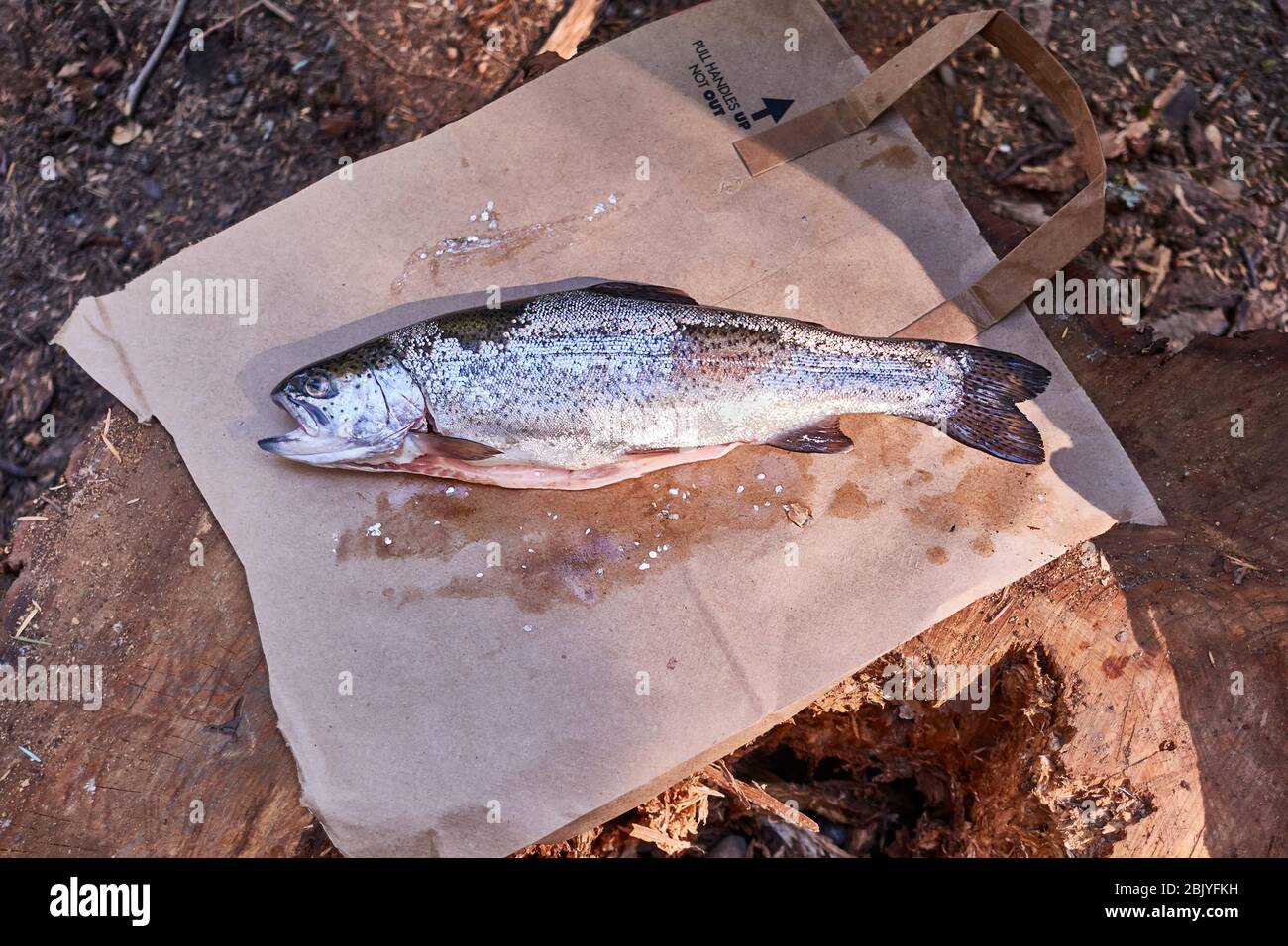 Fresh caught Rainbow Trout with spinner Stock Photo - Alamy