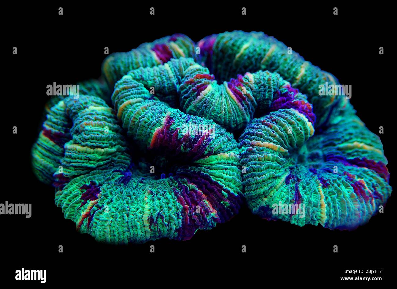 The Folded Brain Coral (Wellsophyllia radiata Stock Photo Alamy