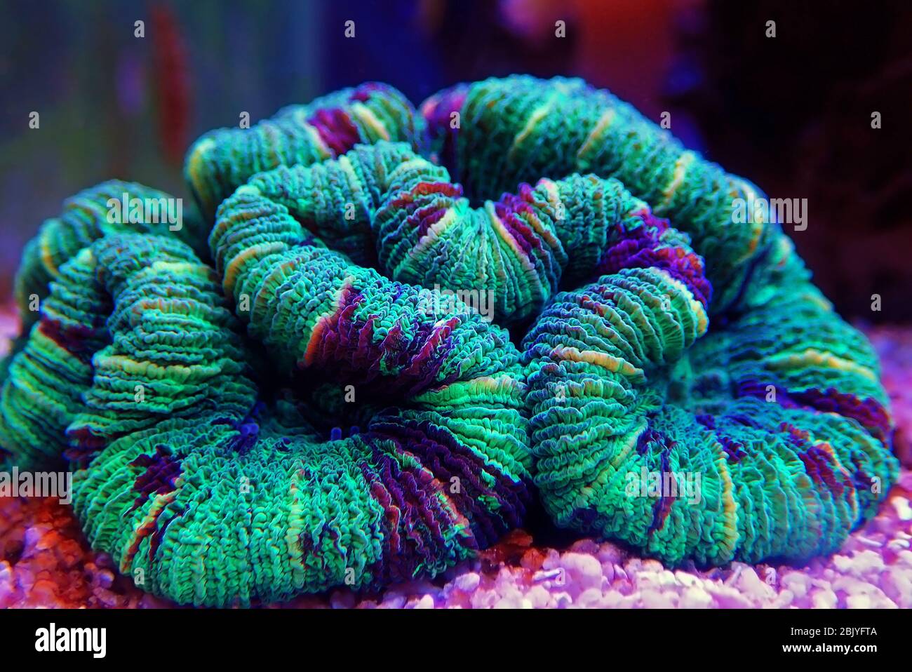 Brain Coral Reef Tank