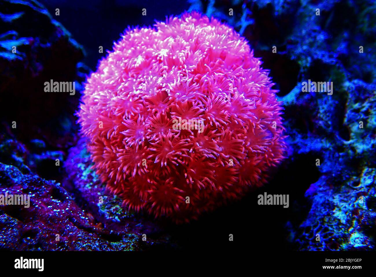 Pink Flower Pot Goniopora sp. LPS coral Stock Photo - Alamy
