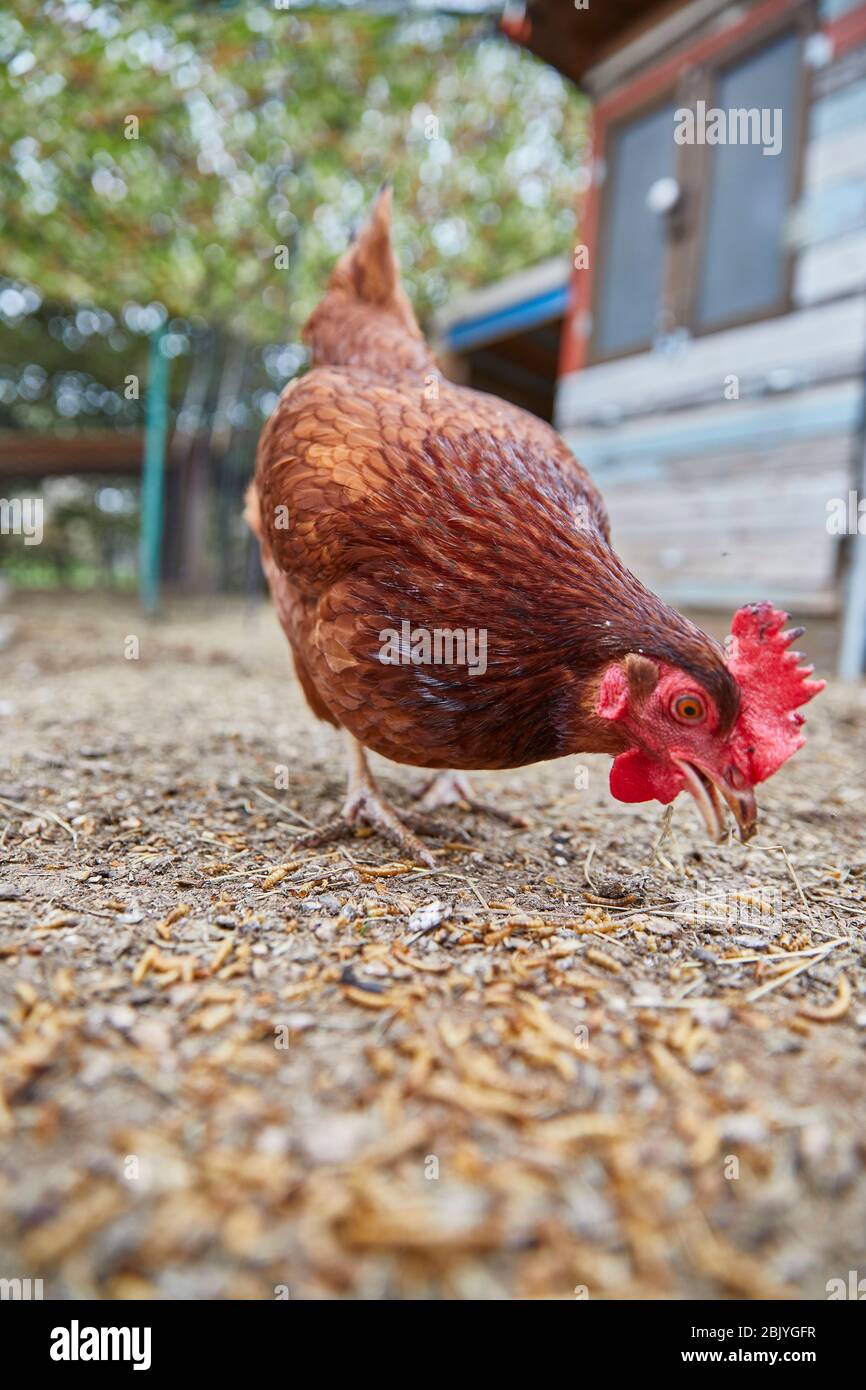 Pecking chicken in farm Stock Photo