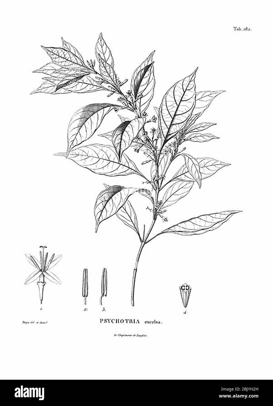 Hoffmannia excelsa (Kunth) K. Schum. Stock Photo