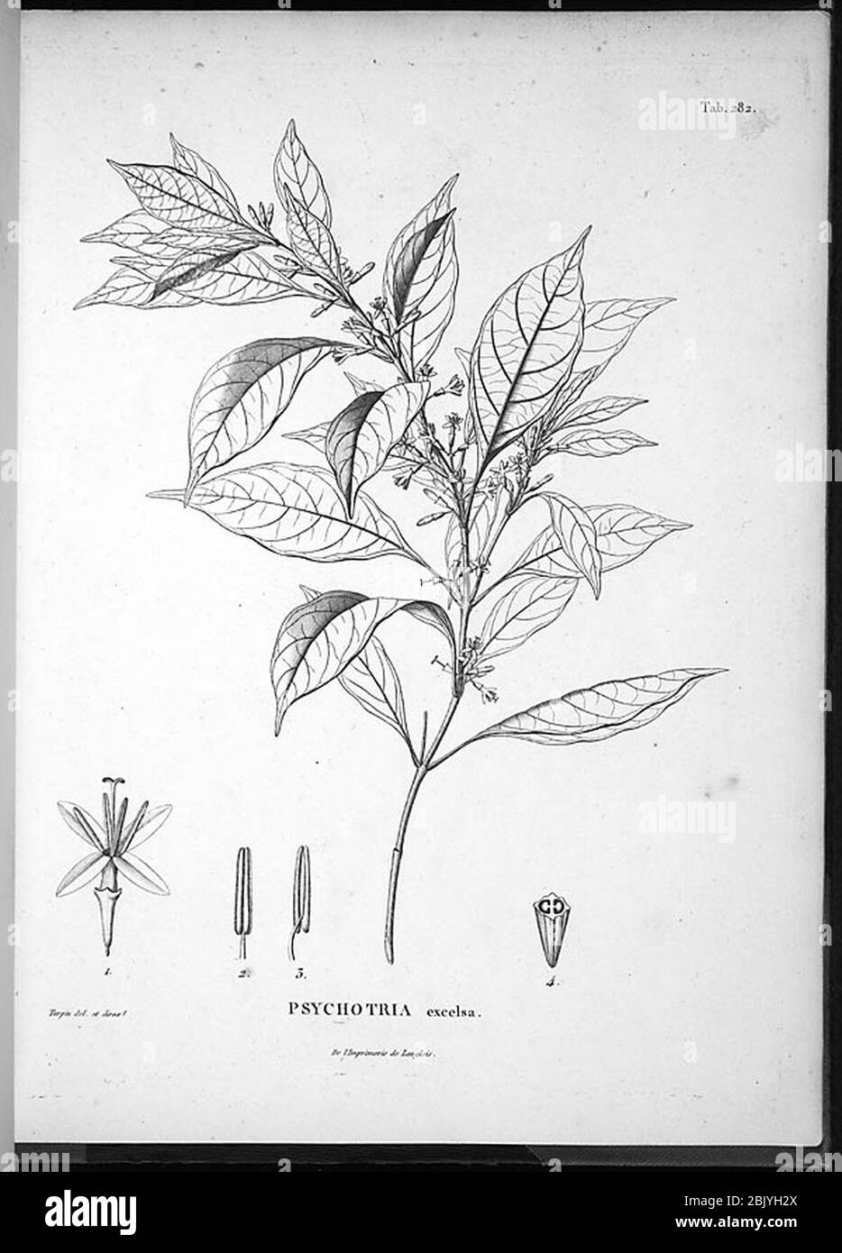 Hoffmannia excelsa (Kunth) K. Schum-original. Stock Photo
