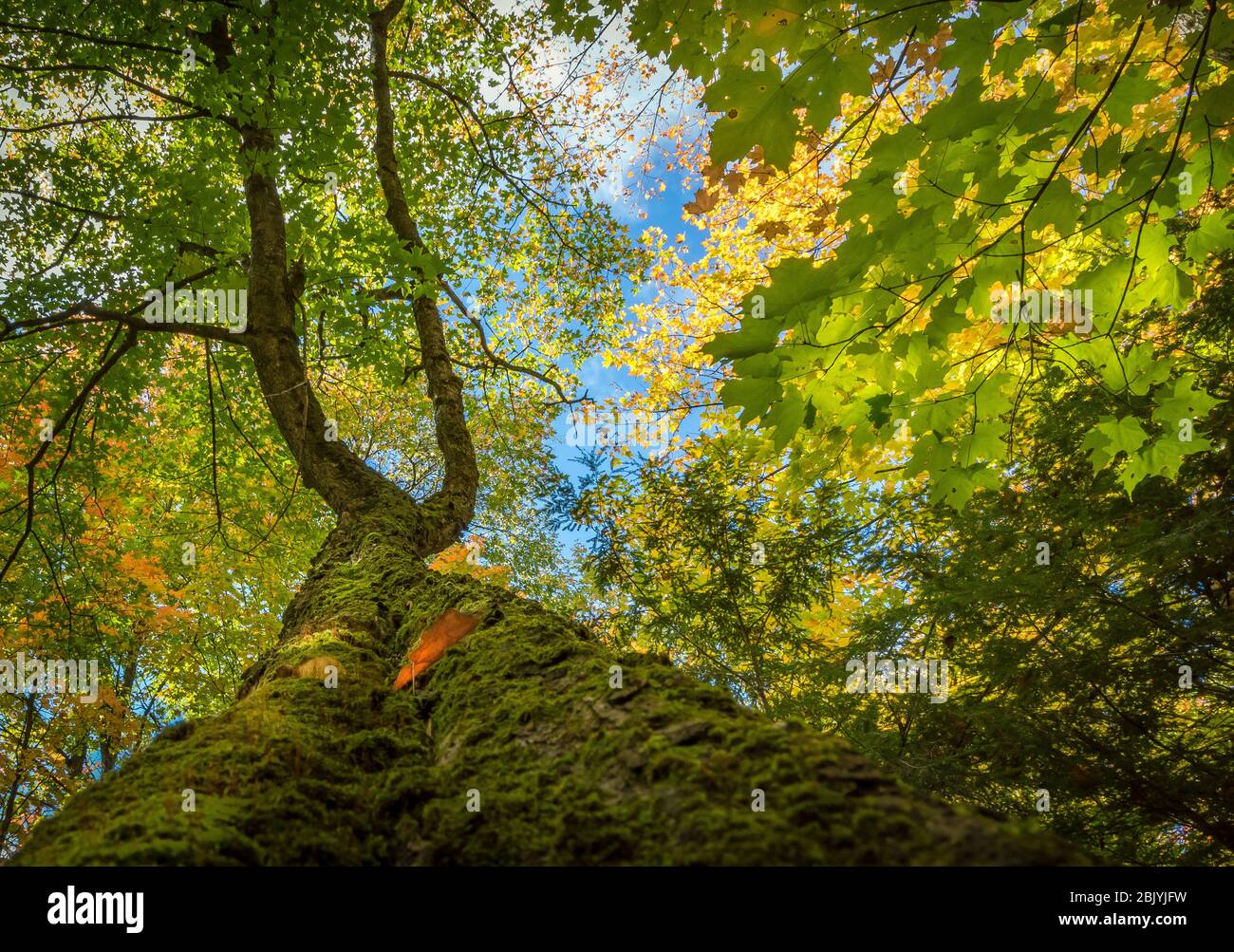 Green moss on a maple trunk during autumn Stock Photo