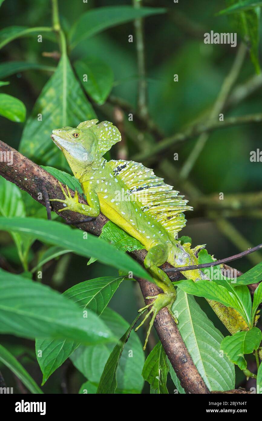 Plumed Basilisk (Basiliscus plumifrons) on branch, Costa Rica, Central America Stock Photo