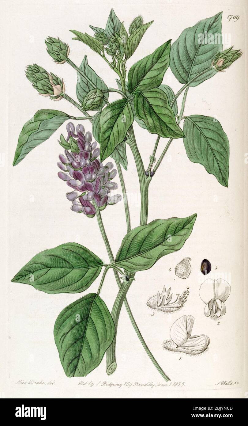 Hoita macrostachya (PSoralea macrostachya) Edwards's Bot. Reg. 21.1769.1836. Stock Photo