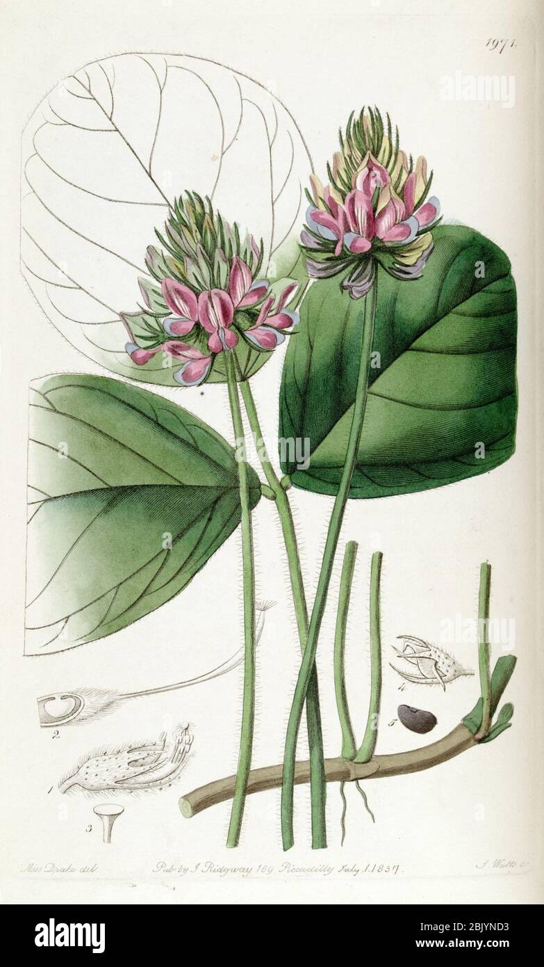 Hoita orbicularis (Psoralea orbicularis) Edwards's Bot. Reg. 23. 1971. 1837.. Stock Photo