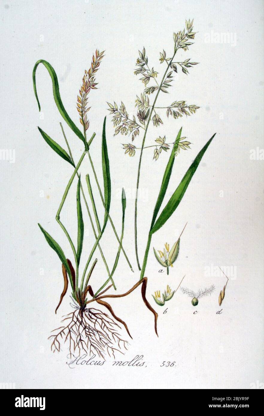 Holcus mollis — Flora Batava — Volume v7. Stock Photo