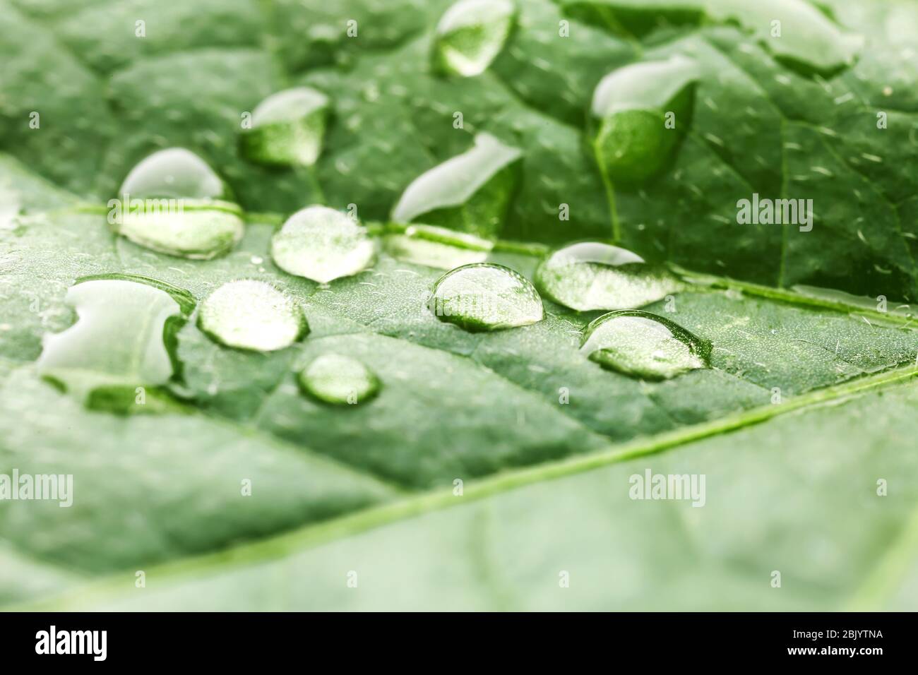 Texture of green leaf with water drops, closeup Stock Photo - Alamy