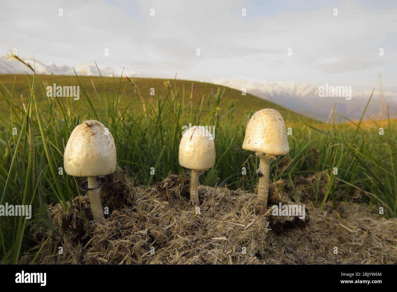 A Ink cap mushrooms growing on old cow manure Stock Photo