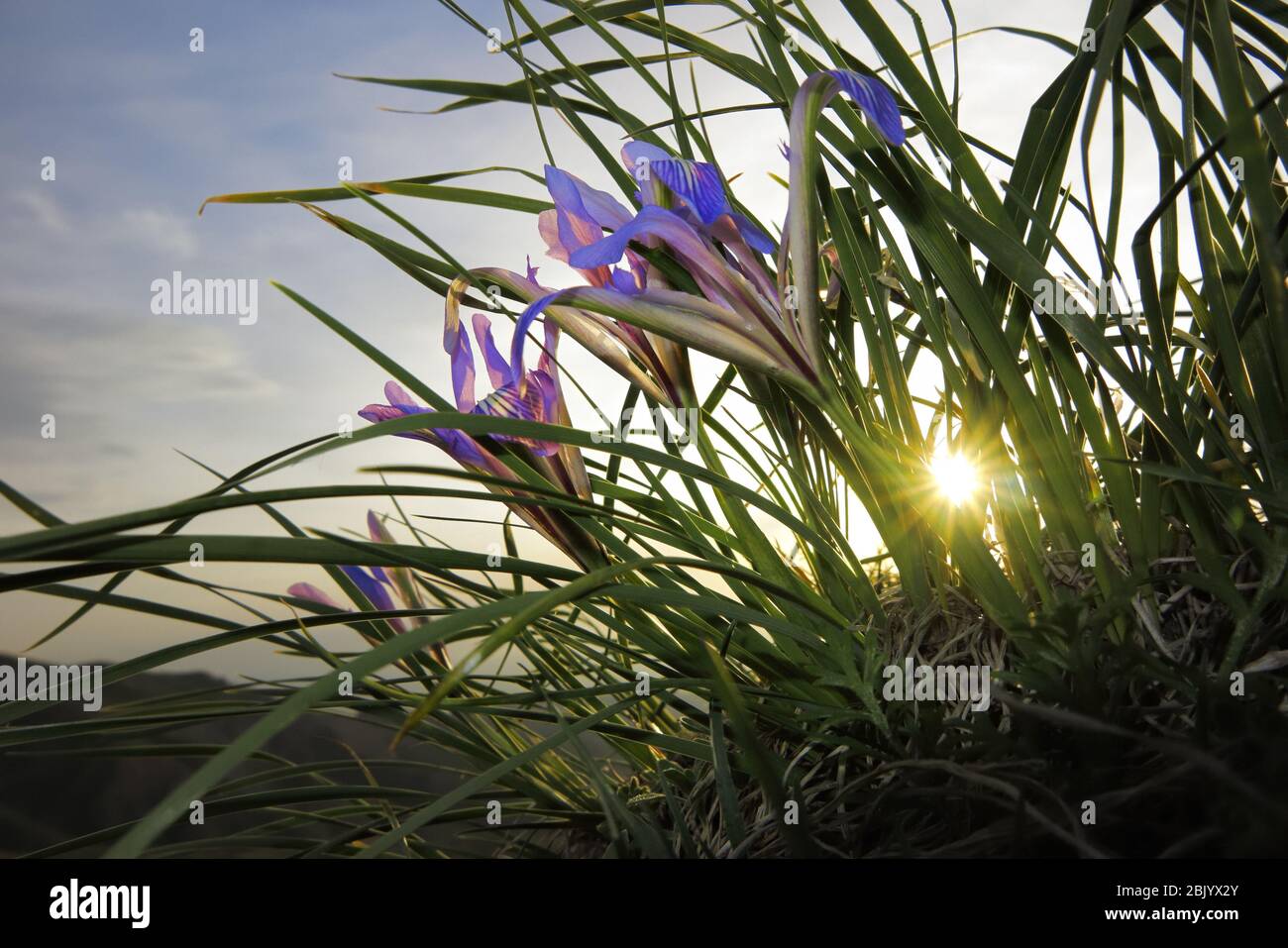 A wild iris in natural habitat Stock Photo
