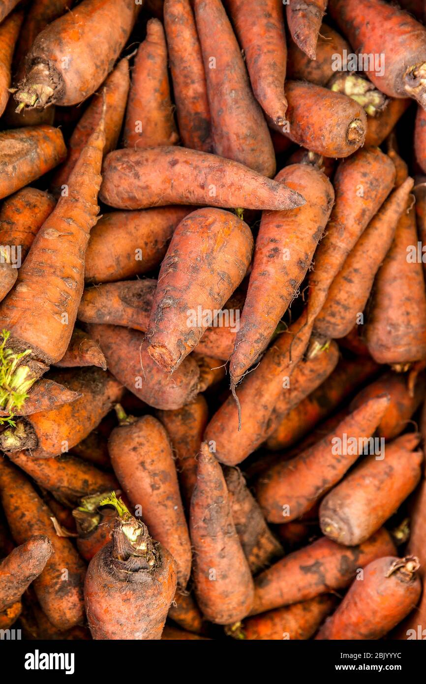 Heap of tasty ripe carrots Stock Photo - Alamy