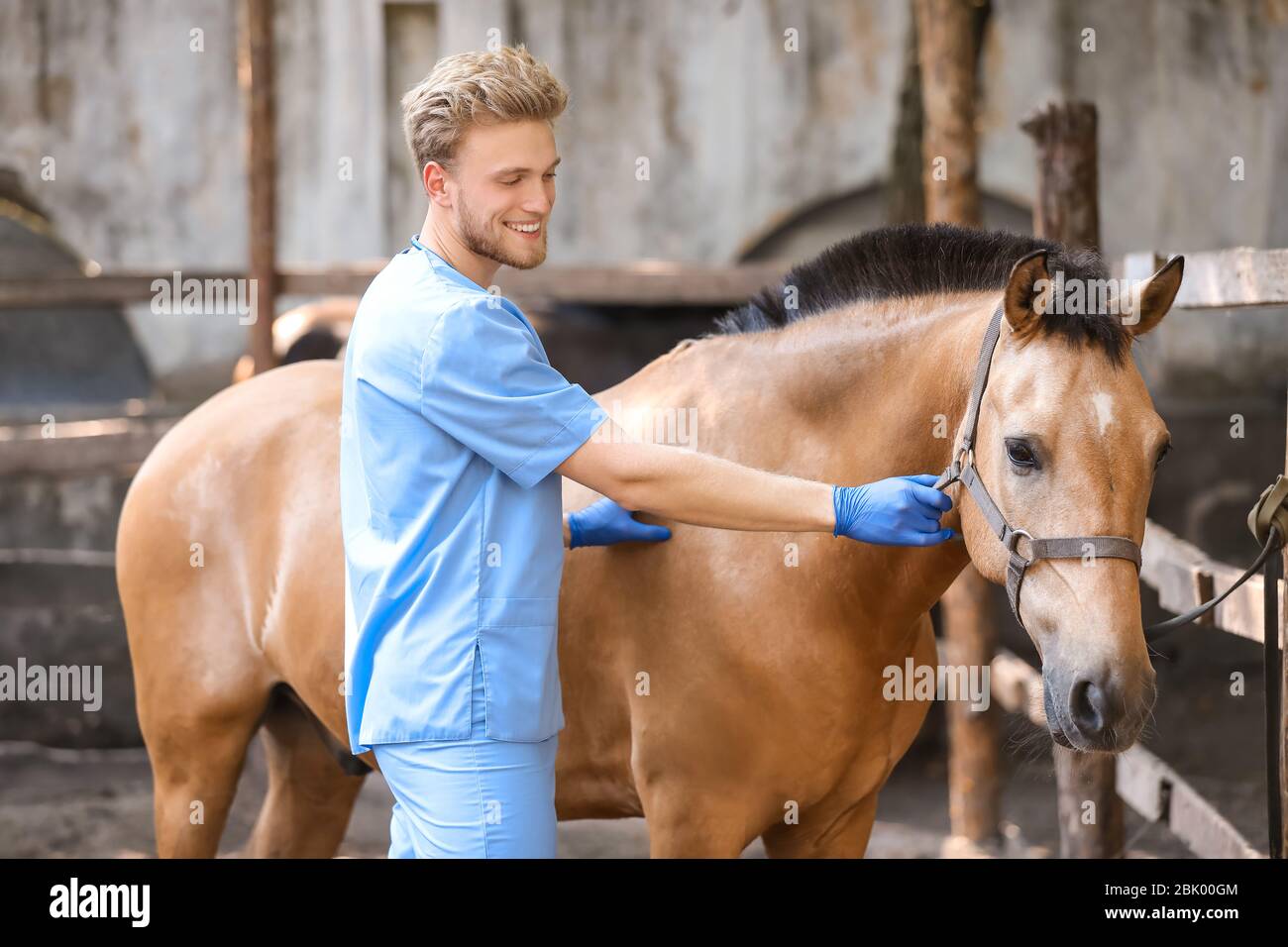 Male Vet Horse High Resolution Stock Photography and Images - Alamy
