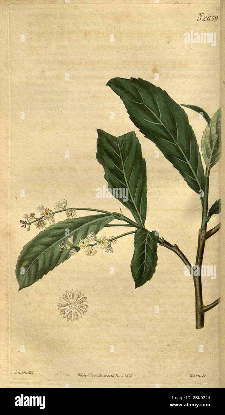 Homalium cochinchinensis00. Stock Photo