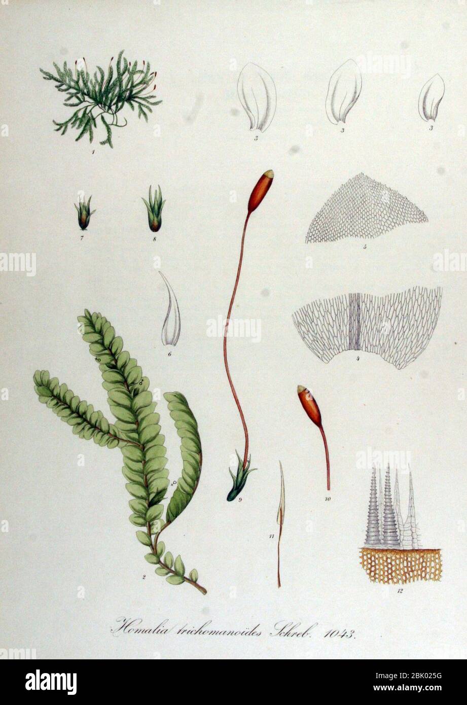 Homalia trichomanoides — Flora Batava — Volume v14. Stock Photo