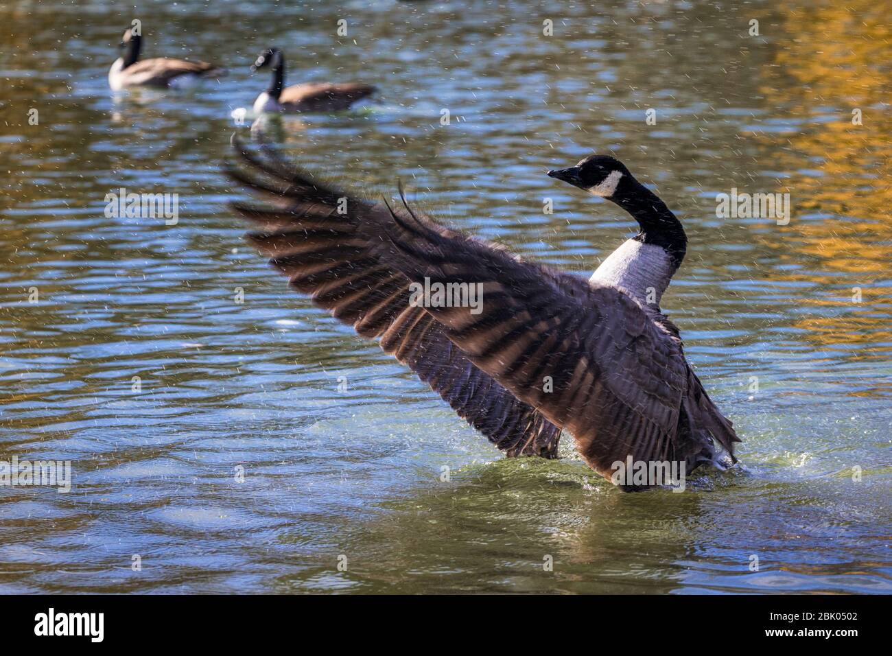 A Canadian goose spashes in the lake at the Denver City Park, Denver, Colorado, USA. Stock Photo