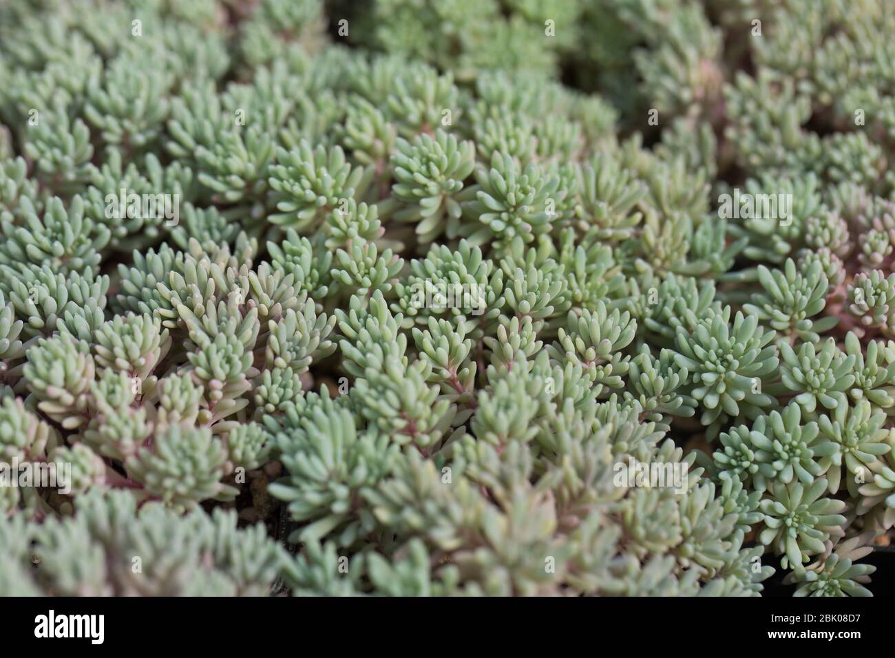 Sedum hispanicum 'Blue Carpet' Stock Photo Alamy
