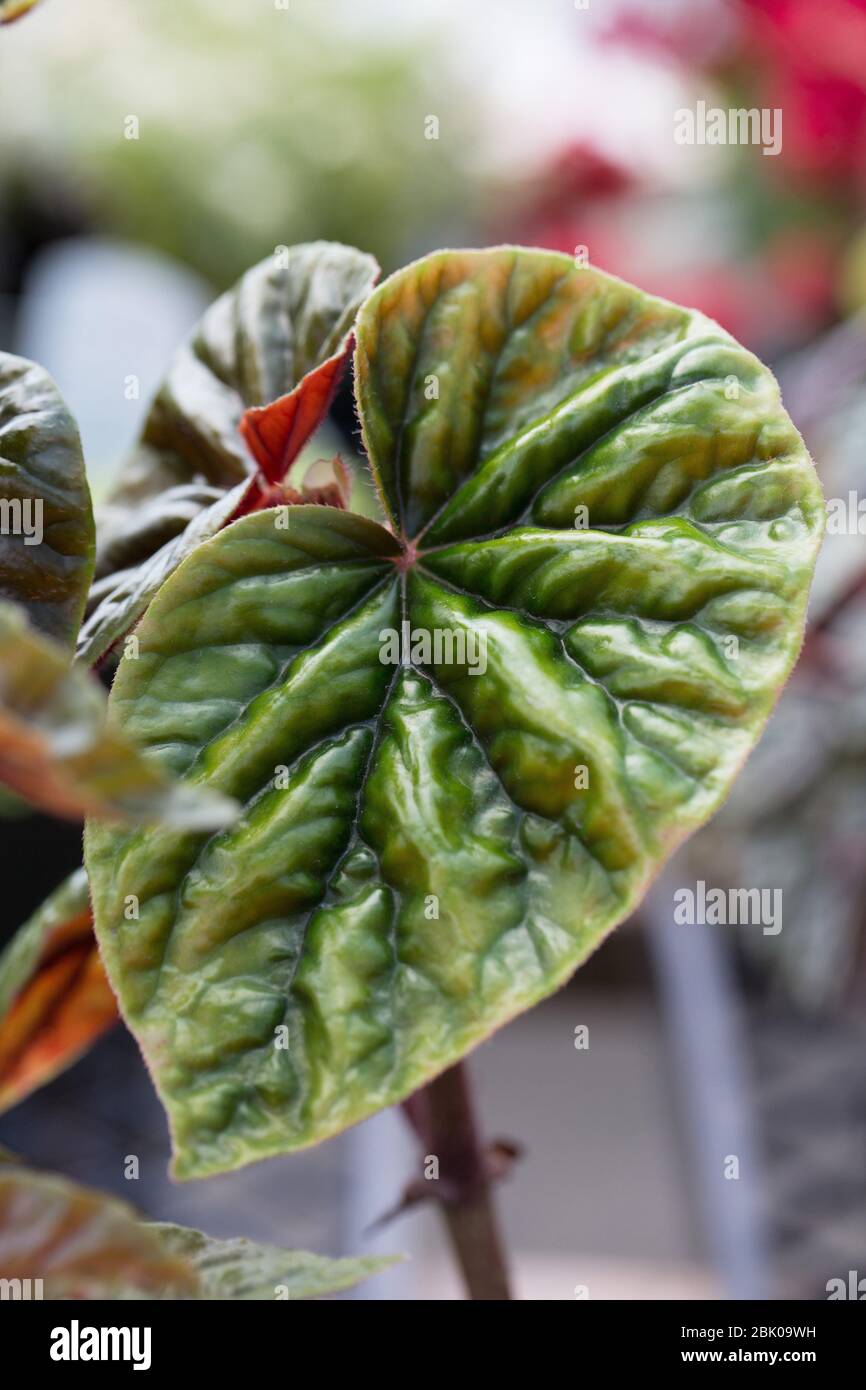 Begonia 'thurstonii'. Stock Photo
