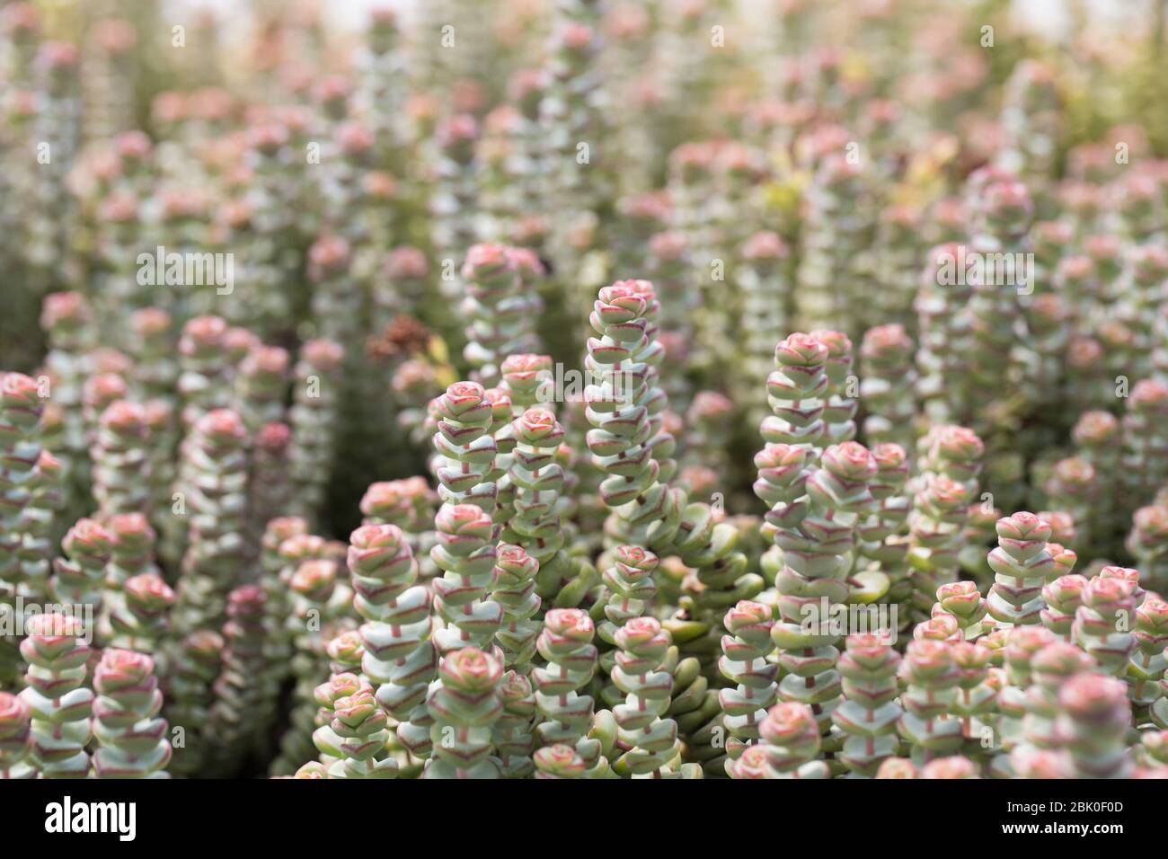 Crassula marnierana jade necklace plant Stock Photo Alamy
